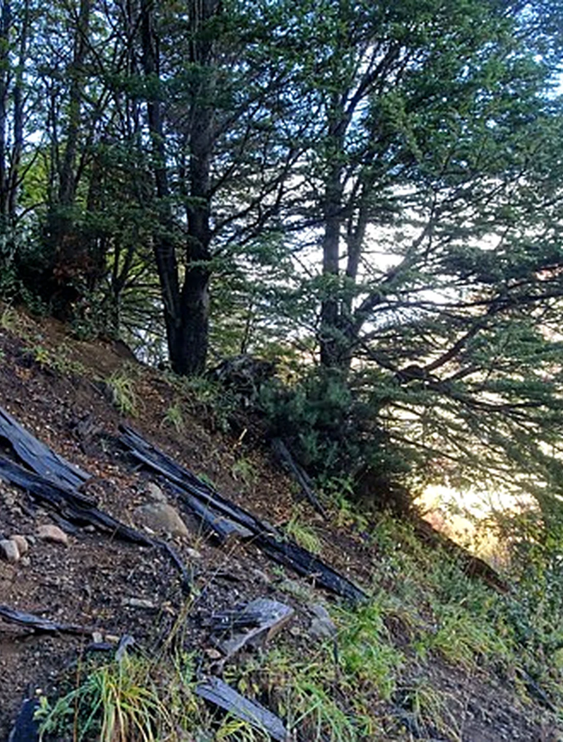 Sendero entre bosque nativo dentro del proyecto