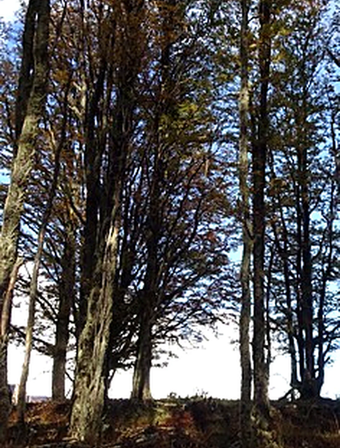 Bosque de Lengas y Coigües iluminado entre los árboles