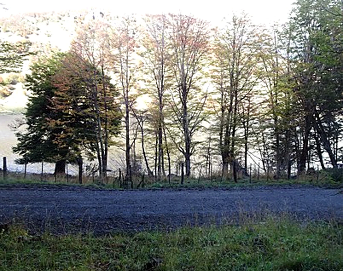 Pradera abierta y bosque frente a las montañas