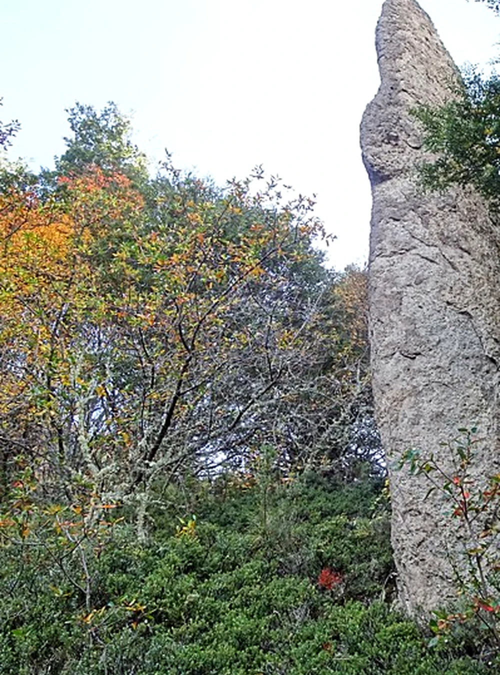 Bosque nativo dentro del proyecto Lago Monreal